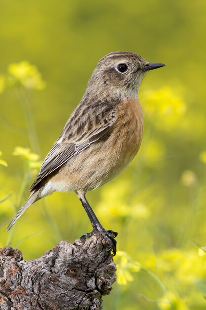 Schöner wilder Vogel