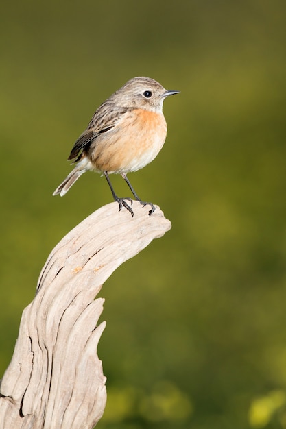 Schöner wilder Vogel