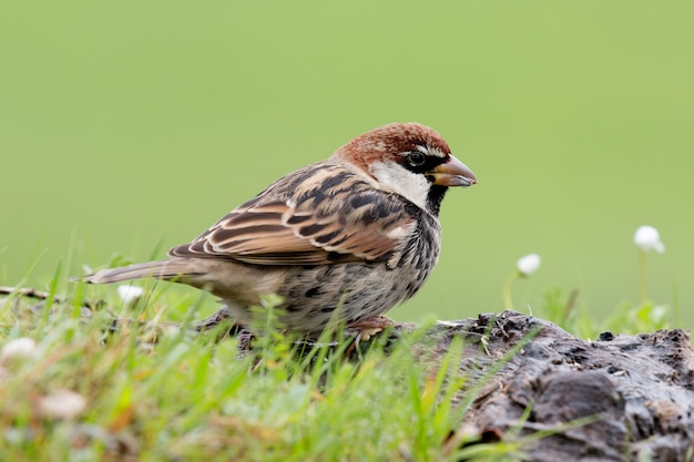 Schöner wilder Vogel