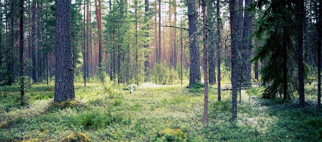 Foto schöner wilder wald sommerlandschaft klares panorama