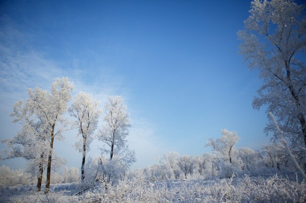 Schöner Winterfrostwald bedeckt mit Schnee und Raureif