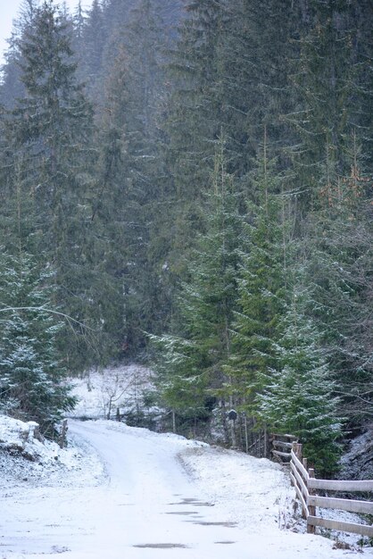 Schöner wintergrüner Nadelwald an den Hängen der Berge Erholung im Freien in der Wintersaison