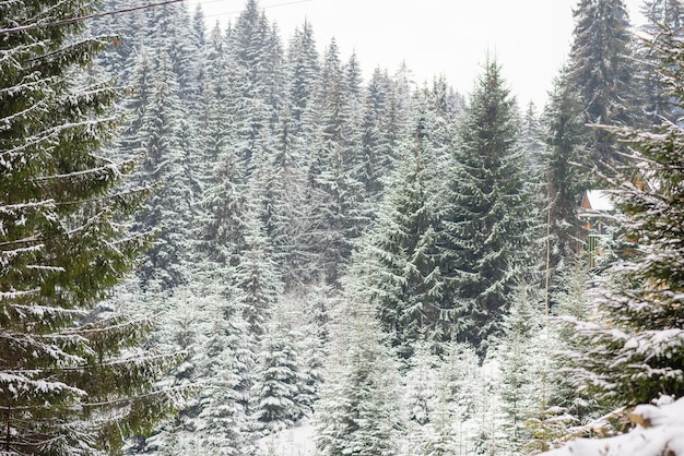 Schöner wintergrüner Nadelwald an den Hängen der Berge Erholung im Freien in der Wintersaison