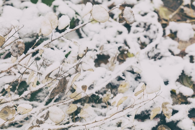 Schöner Winterhintergrund mit trockenen Kräutern und Lunaria Annua-Silberdollarpflanze im Schnee, kleine Schärfentiefe