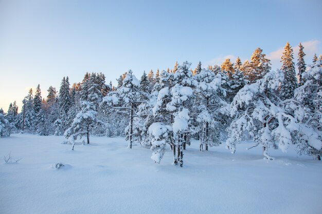 Schöner Winterlandschaftsschneebaum