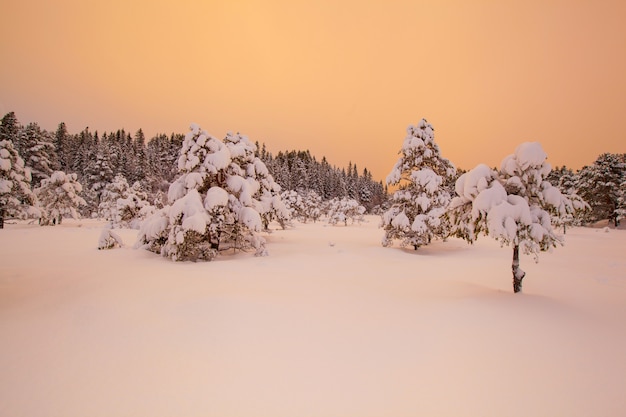 Schöner Winterlandschaftsschneebaum