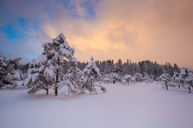 Schöner Winterlandschaftsschneebaum