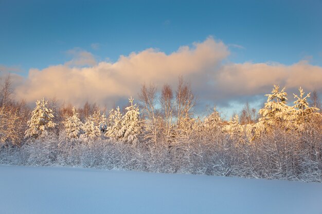 Schöner Winterlandschaftsschneebaum