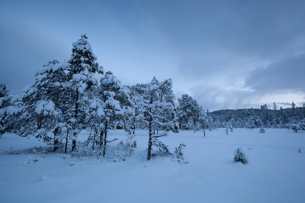 Schöner Winterlandschaftsschneebaum