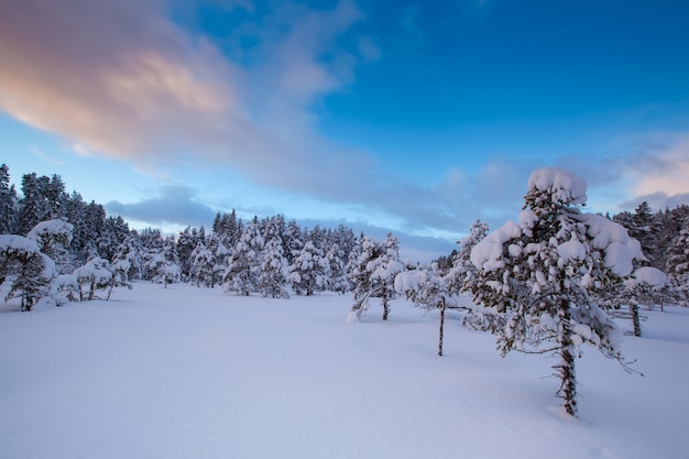 Schöner Winterlandschaftsschneebaum