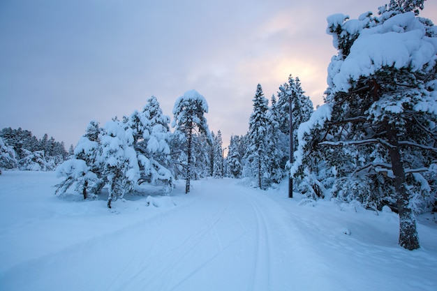 Schöner Winterlandschaftsschneebaum