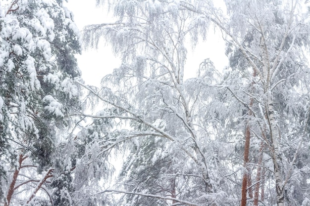 Schöner Winterwald. Bäume nach großem Schneefall