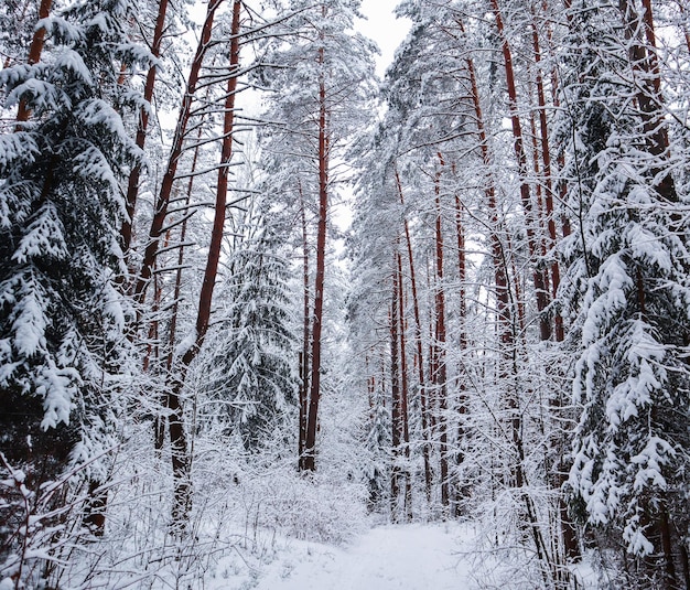 Schöner Winterwald mit Schneebäumen. Märchen. Bild in Blauton