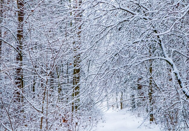 Schöner Winterwald mit schneebedeckten Bäumen und weißem Weg viele dünne Zweige mit weißem Schnee bedeckt