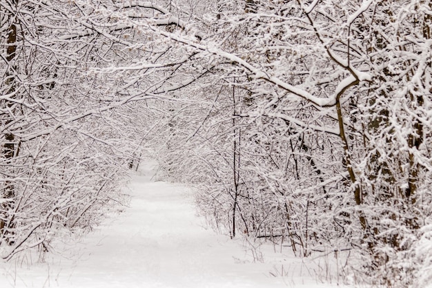 Schöner Winterwald mit Trampelpfad