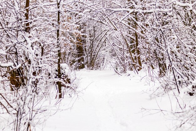 Schöner Winterwald mit Trampelpfad