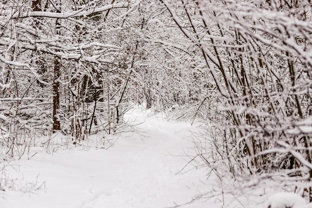 Schöner Winterwald mit Trampelpfad