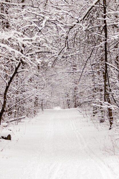 Schöner Winterwald mit Trampelpfad