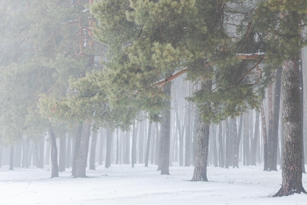 Schöner Winterwald oder Park im Nebel Schöne Nebelbäume im Nebel