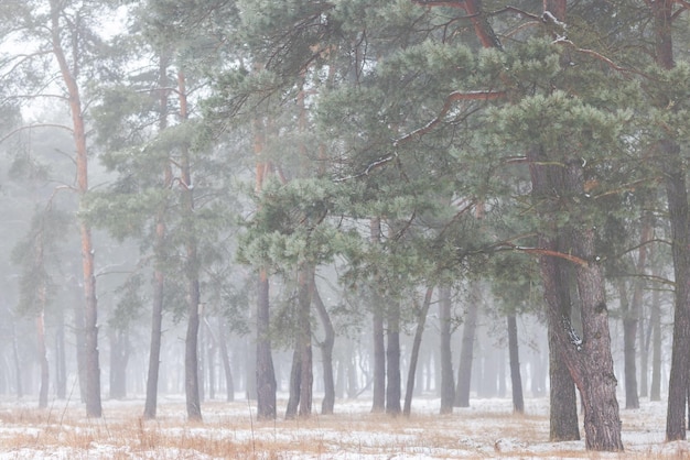 Schöner Winterwald oder Park im Nebel Schöne Nebelbäume im Nebel