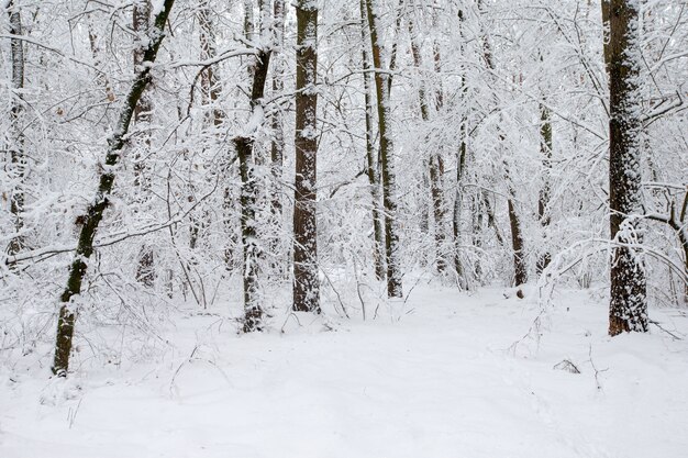 Schöner Winterwald und die Straße