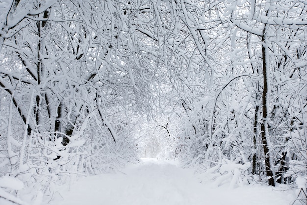 Schöner Winterwald und die Straße