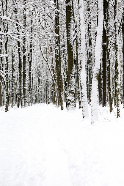 Schöner Winterwald und die Straße