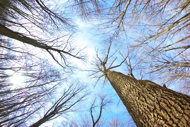 Schöner Winterwald und Himmel