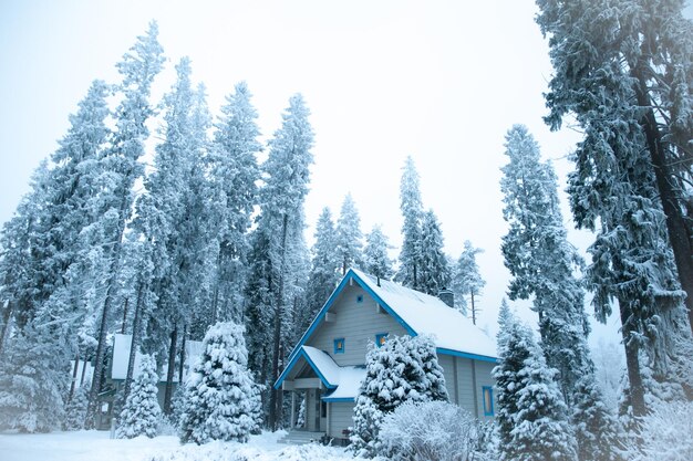 Schöner Winterwald und schneebedecktes Haus Tannen und Kiefern in der Schneelandschaft