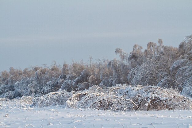 Foto schöner winterwald