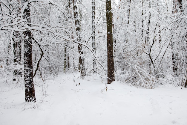 Schöner Winterwald