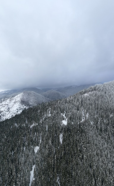 Schöner Winterwald