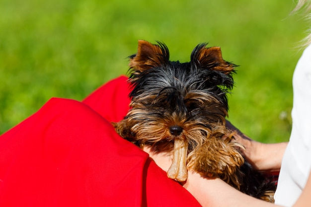 Schöner Yorkshire-Terrier, der mit einem Spielzeug in den Händen seines Besitzers spielt