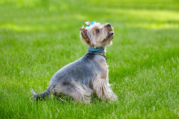 Schöner Yorkshire-Terrier-Hund auf dem grünen Gras.