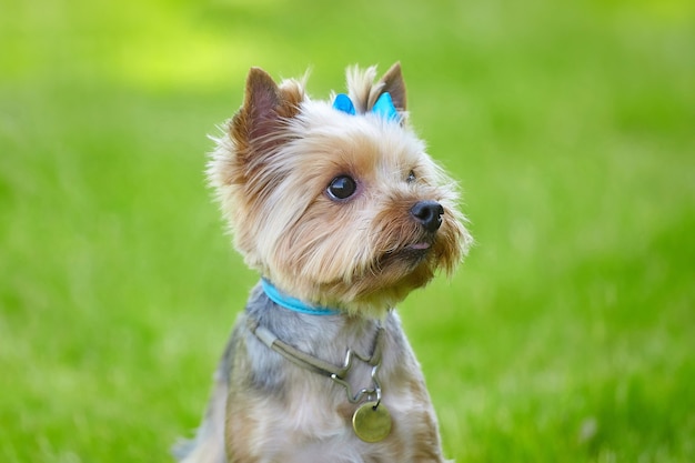 Schöner Yorkshire-Terrier-Hund auf dem grünen Gras.