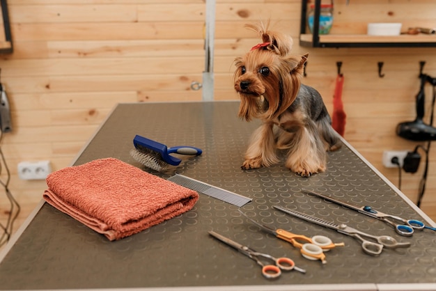 Schöner Yorkshire-Terrier-Hund auf dem Pflegetisch bereit nach einem Haarschnitt von einem professionellen Groomer