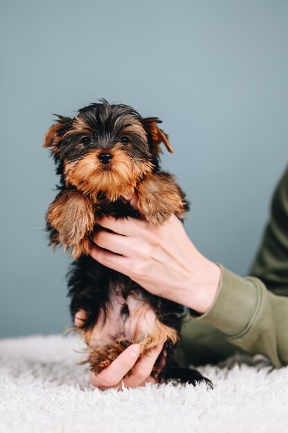 Schöner Yorkshire Terrier in Menschenhand auf blauem Hintergrund Sehr süße und freundliche Schnauze