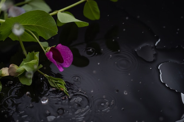 Schöner Zweig der lila Gartenerbsen mit Wassertropfen mit Reflexion auf einem schwarzen Hintergrund. Speicherplatz kopieren.