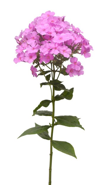 Schöner Zweig der Phlox-Blüten mit Blättern isoliert auf weißem Hintergrund Blume