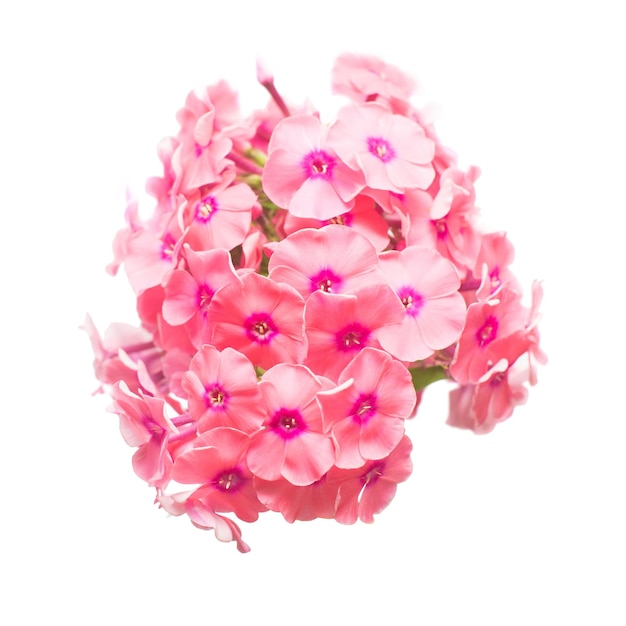 Schöner Zweig der Phlox-Blume isoliert auf weißem Hintergrund. Flache Lage, Ansicht von oben