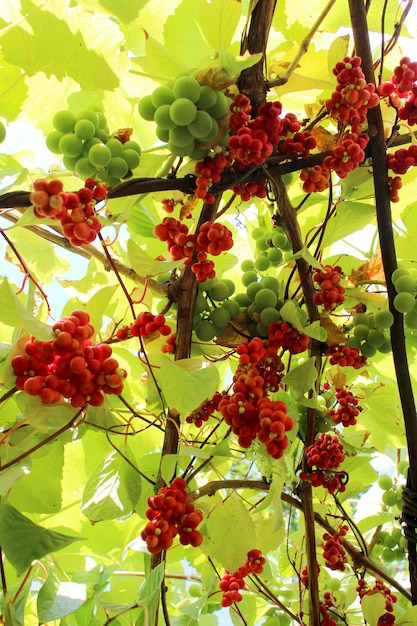 Foto schöner zweig der roten nützlichen reifen schizandra