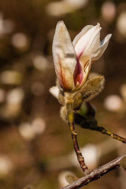 Schöner Zweig der weißen Magnolie