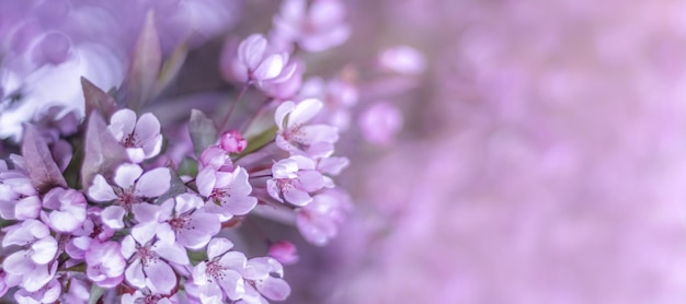 Schöner Zweig des blühenden Baums im Frühjahr violetter Hintergrund Makroverschwommener Hintergrund