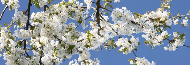 Schöner Zweig des blühenden Baums im Frühjahr