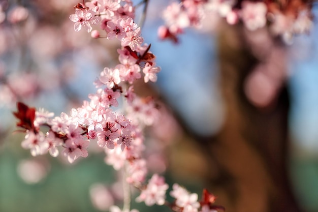 Schöner Zweig einer blühenden Blume gegen Sonnenunterganghimmel, warmes Sonnenlicht, verschwommene Waldlandschaft