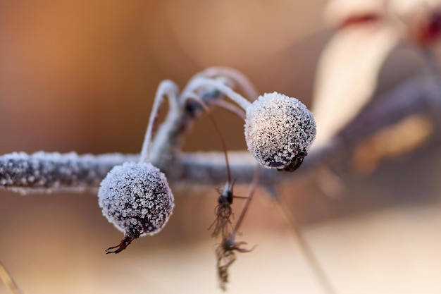 Schöner Zweig mit reifen roten Beeren, bedeckt mit weißen, frostigen Frostkristallen in closeupxA