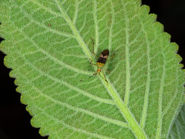 Schönes alle farbiges Insektenmakro.