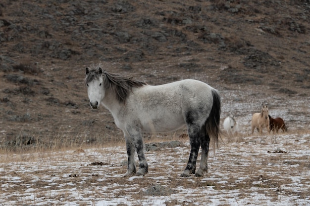 Schönes Altai-Pferd auf einer felsigen Landschaft im Winter