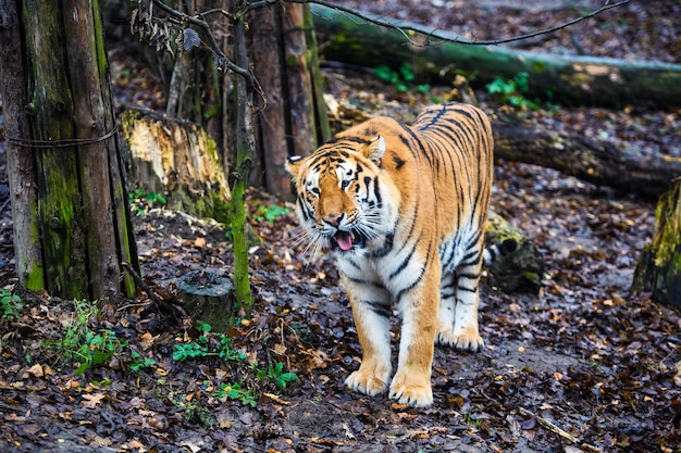 Schönes Amur-Tigerporträt