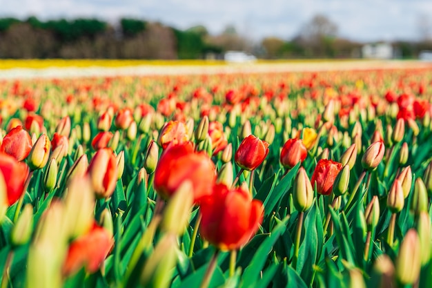 Foto schönes aussehen der niederlande endloses feld von roten und gelben tulpen